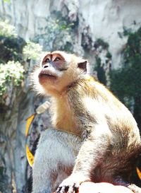 Close-up of meerkat on tree