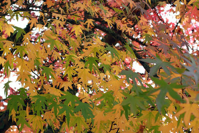 Close-up of maple leaves on tree during autumn