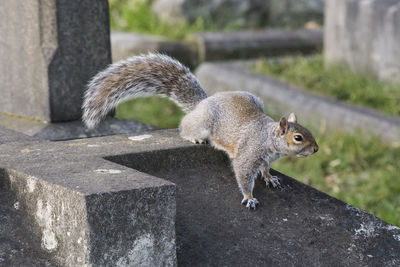 Close-up of squirrel