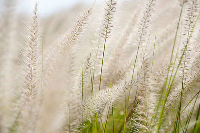 Close-up of fresh crop in field