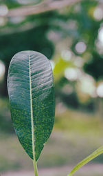 Close-up of fresh green leaves on land