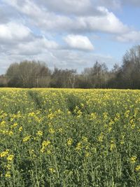 Scenic view of oilseed rape field against sky