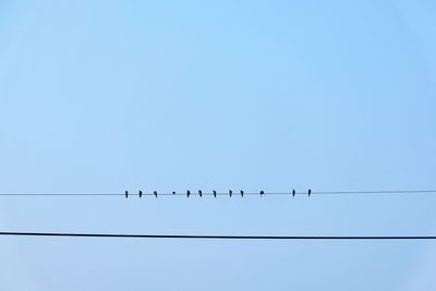 Low angle view of birds perching on cable against clear sky