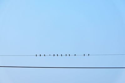 Low angle view of birds perching on cable against clear sky