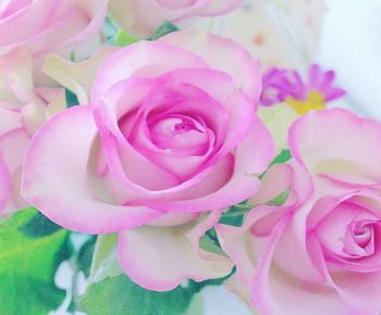 Close-up of pink rose flower