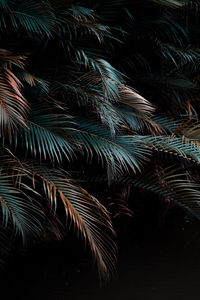 Palm tree at night