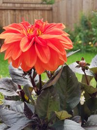 Close-up of red flowering plant