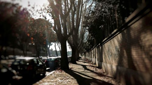 Trees in sunlight