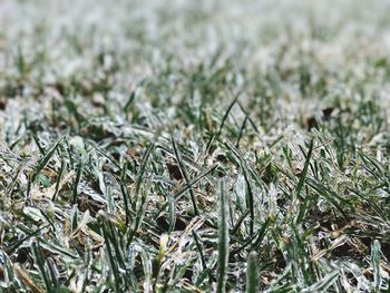 Close-up of plants on field