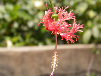 Close-up of red flowering plant