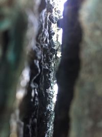 Close-up view of blurred background