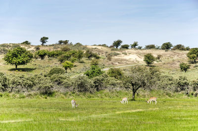 Three deer grazing in a landscape with low hills and plains, in the dunes 