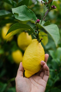 Close-up of hand holding fruit