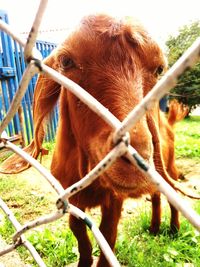 Close-up of goat