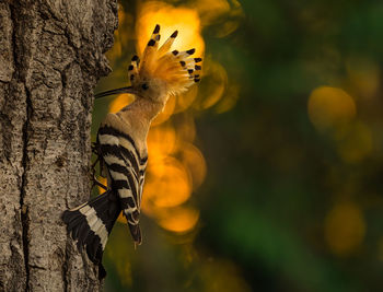 Close-up of insect on tree trunk