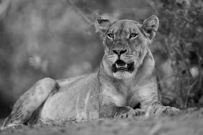 Close-up of lioness