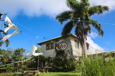 Low angle view of palm trees and houses against sky