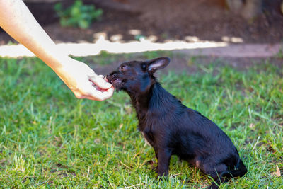 Goat on field