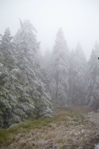 Trees in forest during foggy weather