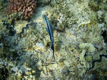 View of fish in sea