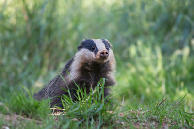 Portrait of an animal on field