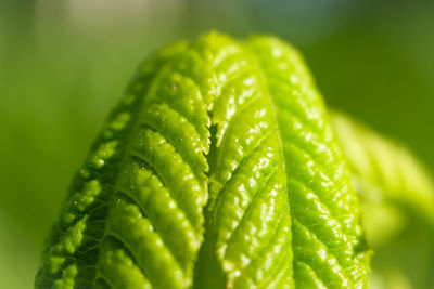 Close-up of fresh green leaf