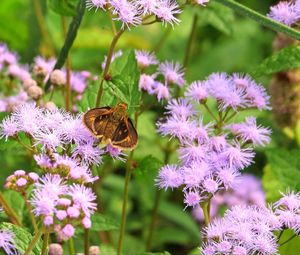 Close-up of butterfly pollinating flower