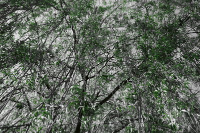 Low angle view of flowering trees in forest