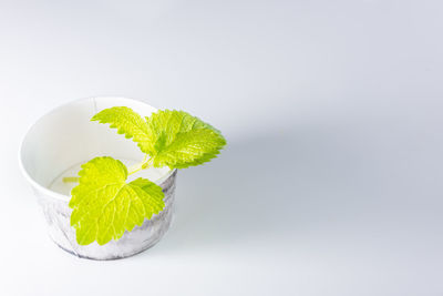 Close-up of fruit against white background