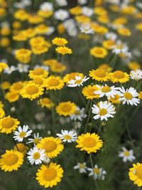 Close-up of yellow flowering plants on field