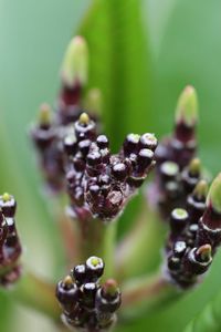 Close-up of plant against blurred background