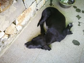 High angle view of black cat