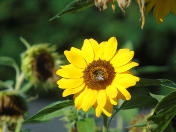 Sunflower with insects