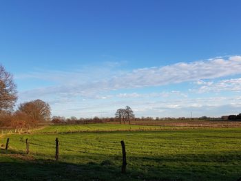 Scenic view of agricultural field against sky