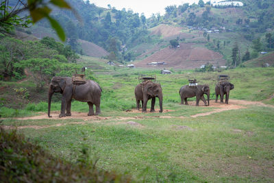 Elephant with howdah on the back ,seat on elephant back for mahout or tourists at elephants camp.