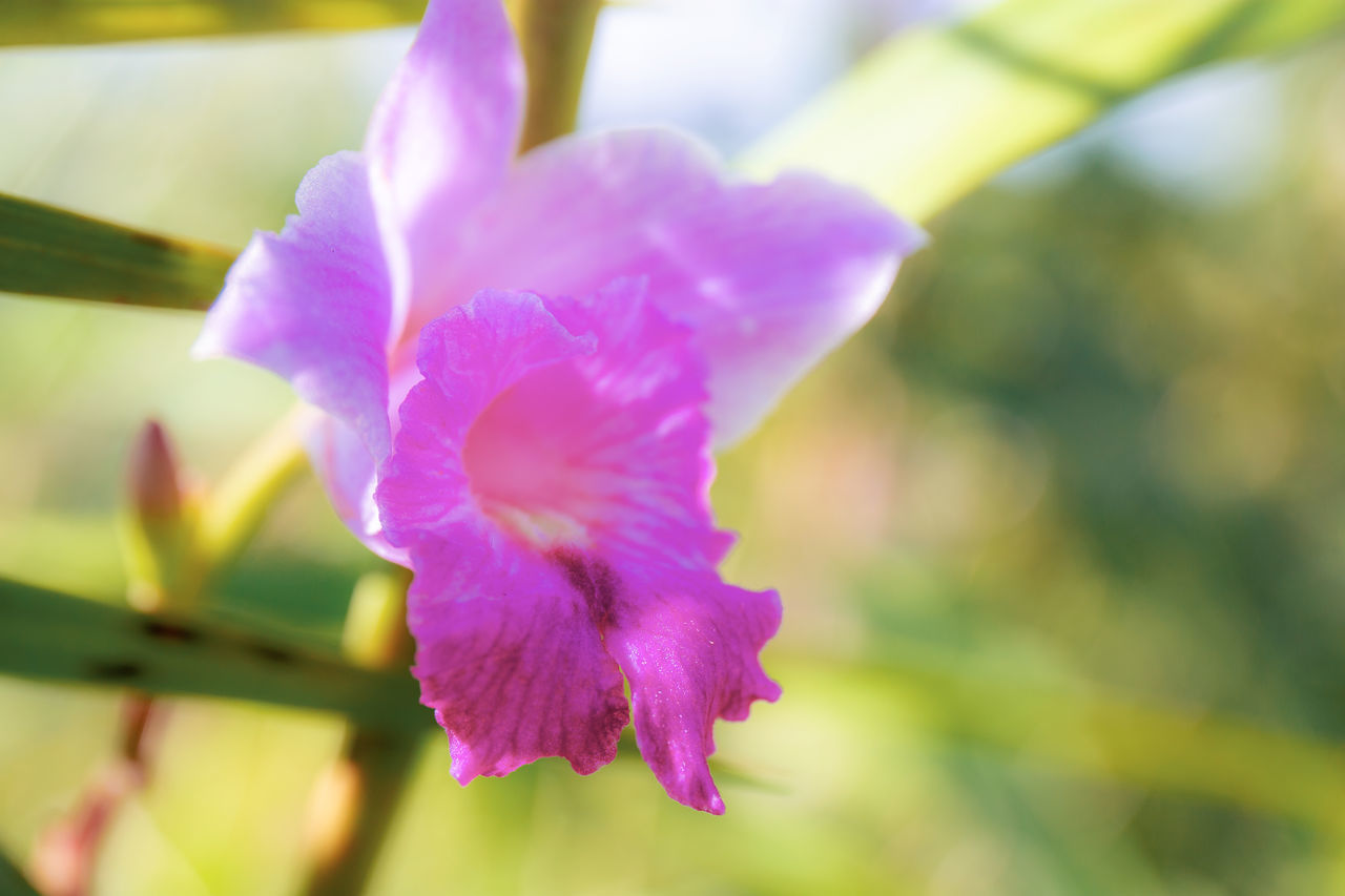 CLOSE-UP OF PINK FLOWER