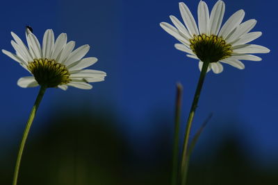 Close-up of white daisy against blue sky