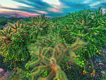 Plants growing on field