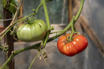 Close-up of tomatoes on plant