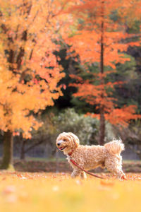 Small dog in a field