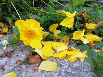 Close-up of yellow flowering plants