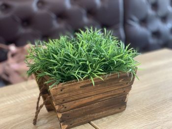 Close-up of potted plant on table