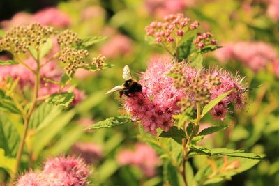 Close-up of bee pollinating on pink flower