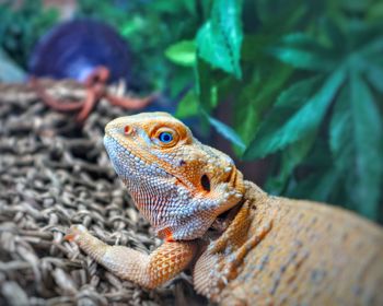 Close-up of lizard