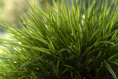 Close-up of grass growing in field