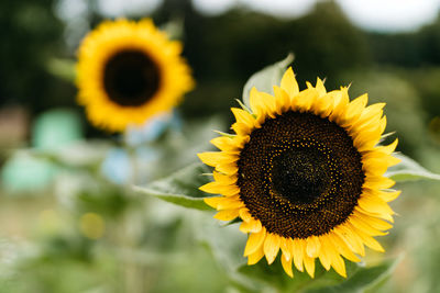 Close-up of sunflower