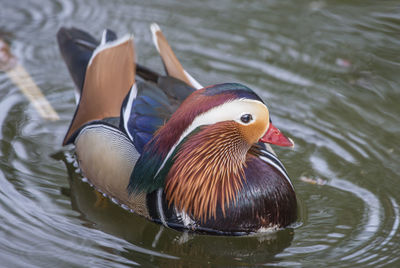Duck swimming in lake