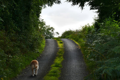 Dog on road amidst trees against sky