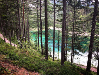 Pine trees in forest with a view to the beautiful green lake in styria