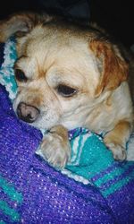 Dog resting on tiled floor